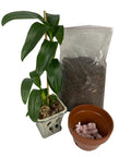 Premium Bulk Anti Static Packing Peanuts 14 Cubic Feet Heavy Duty Void Fill For Secure Electronics Shipping next to potted plant and soil.