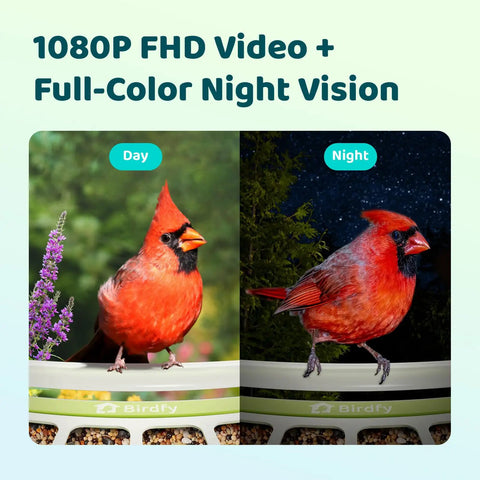 Smart Bird Feeder With Camera For Outdoors All Metal Durability Solar Powered Auto Identify And Record Video Instant Alerts Live Bird Watching, day and night view of cardinal bird perched on feeder