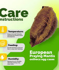 2-Pack Mantis Egg Case Hatch Kit For Indoor Or Outdoor Use Real Live Insects Easy 2-12 Week Hatch Fun Hands-On Science Activity For Kids And Garden Buffs Natural Garden Pest Control care instructions graphic with European praying mantis ootheca