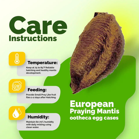 2-Pack Mantis Egg Case Hatch Kit For Indoor Or Outdoor Use Real Live Insects Easy 2-12 Week Hatch Fun Hands-On Science Activity For Kids And Garden Buffs Natural Garden Pest Control care instructions graphic with European praying mantis ootheca