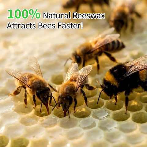 Bees on honeycomb foundation sheets; 20 Pack Waxed Coated Beehive Foundation Sheets For Beekeeping Five And Five Eighths Inch