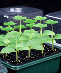 Five Pack Seed Starter Trays With Adjustable Humidity Dome And Base Indoor Greenhouse Propagator For Seed Germination 12 Cells Per Tray