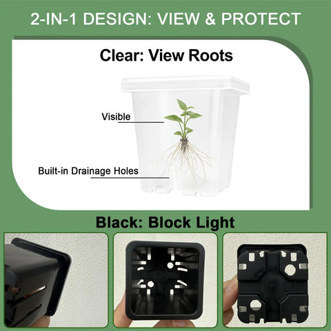 Two Inch Square Seedling Pots Pack Of 50 Dual Color Clear And Black With Drainage Holes showing root view and blocking light