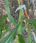 Scythe Tool Sickle Garden Tool With Long Handle, Detachable Blade cutting corn stalk in garden, ergonomic grip visible