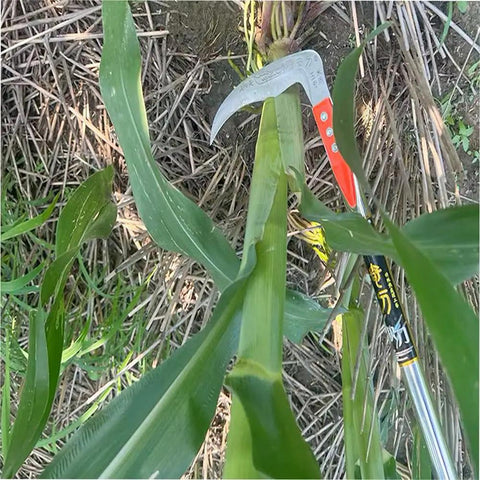 Scythe Tool Sickle Garden Tool With Long Handle, Detachable Blade cutting corn stalk in garden, ergonomic grip visible