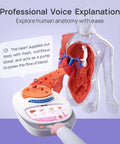 Interactive Human Anatomy Model For Kids With Talking Modes 11 Inch Realistic Anatomy Kit showing heart and torso display