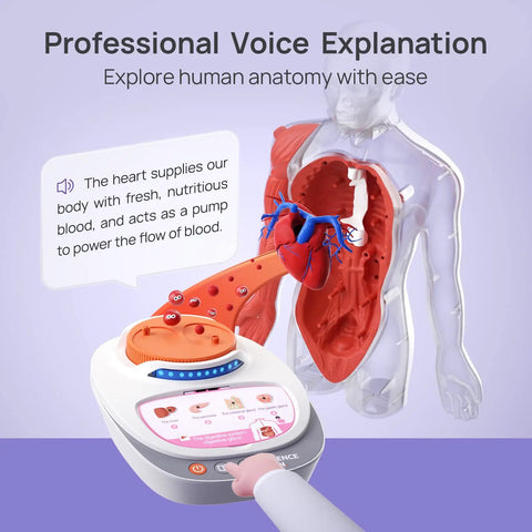 Interactive Human Anatomy Model For Kids With Talking Modes 11 Inch Realistic Anatomy Kit showing heart and torso display