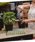 Gardener with 100 Piece Hydroponic Starter Plugs And Fertilizer Cubes For Indoor Grow Systems on table, plant in background.