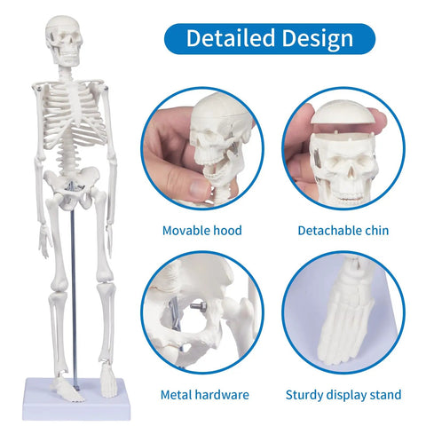 17.7 Inch Hands On Human Skeleton Model For Anatomy With Movable Shoulders Elbows Wrists Knees Ankles Articulated Bone Structure Realistic Display Stand Ideal For Teaching Learning And Classroom Demonstrations, showcasing detailed design features like the movable hood and detachable chin.
