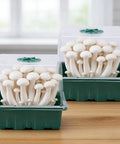 4 Pack Monotub Mushroom Growing Kit For Home Cultivation With 6.5 By 5 By 6.5 Inch Boxes And Included Spray Bottle Rotatable Top Design
