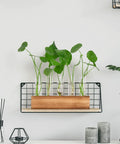 Propagation Station Terrarium With Wooden Stand And Five Glass Test Tubes Vases for home office desk decor displayed on wall.