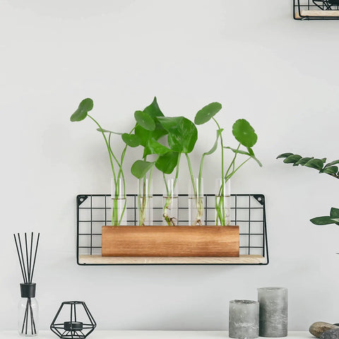 Propagation Station Terrarium With Wooden Stand And Five Glass Test Tubes Vases for home office desk decor displayed on wall.
