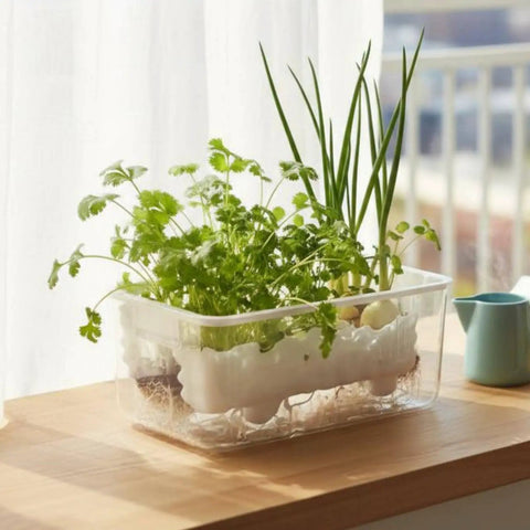 Dope Self Watering Rectangular Planter With Breathable Undergrowth Vents And Glacier Textured Finish, Transparent PET Window Sill Indoor Greenery Pot In Piano White, Drop Resistant, Perfect For Small Veggies And Herbs, 1 Pack on windowsill with herbs