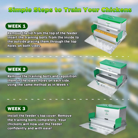 Image showing training steps for Backyard No Sweat Automatic Chicken Feeder With Forty Pound Capacity For Flocks Of Twelve Rat Proof Galvanized Steel.