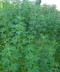 Organic Chipilin Seeds For Planting Grower Friendly Heirloom Seed For Soups Tamales Pupusas Herb Garden High Germination Up To 90 Percent
