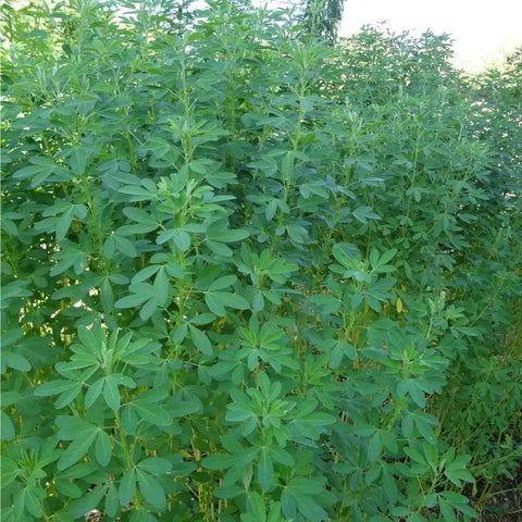 Organic Chipilin Seeds For Planting Grower Friendly Heirloom Seed For Soups Tamales Pupusas Herb Garden High Germination Up To 90 Percent