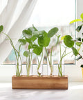 Propagation Station Terrarium With Wooden Stand And Five Glass Test Tubes Vases on a windowsill with green plant cuttings
