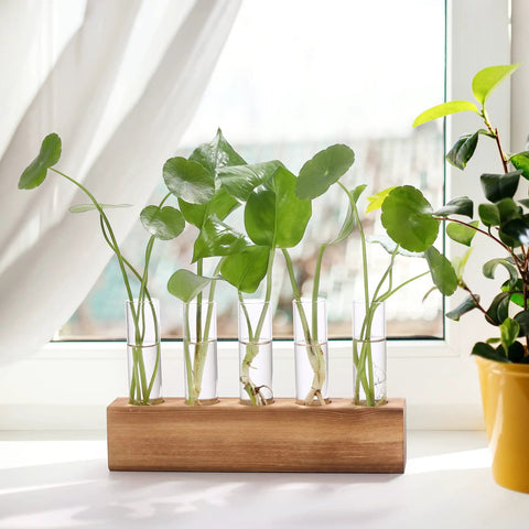 Propagation Station Terrarium With Wooden Stand And Five Glass Test Tubes Vases on a windowsill with green plant cuttings