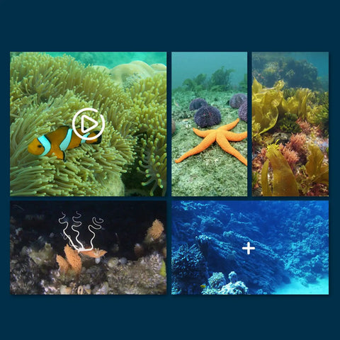 Underwater scenes showing coral reefs and marine life for Waterproof RC Boat With WiFi Camera For Real Time Video And Photos 6 Channel Remote Control With Auto Activation In Water 360 Degree Spin Kid Approved Lakes And Pools Toy Gift
