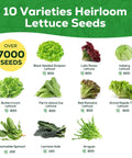 Heirloom Lettuce Seed Collection for Home Garden and Hydroponics - 10 Varieties Non-GMO For Farm-Fresh Greens You Can Grow At Home, seed packet labels and images.