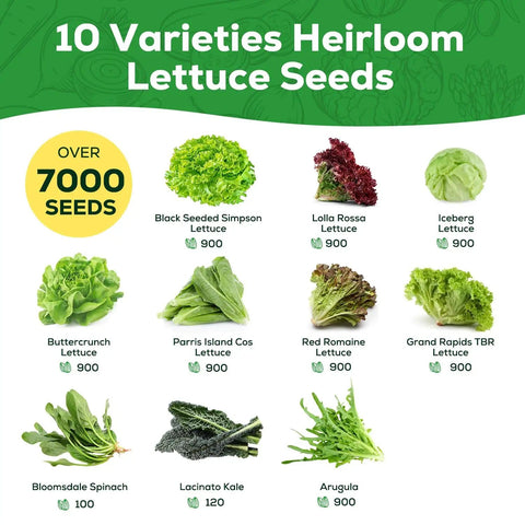 Heirloom Lettuce Seed Collection for Home Garden and Hydroponics - 10 Varieties Non-GMO For Farm-Fresh Greens You Can Grow At Home, seed packet labels and images.