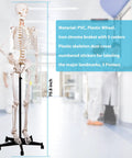 Life Size Human Skeleton Model With Nervous System 206 Articulated Bones 70.8 Inch Rolling Stand in classroom setting