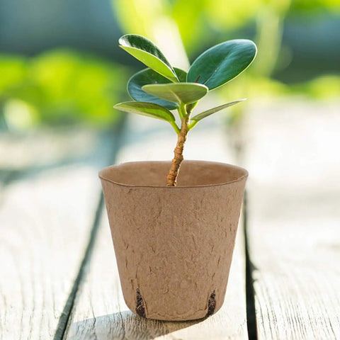 Young plant in a biodegradable pot from Seedling Pots 45 Pack With Labels For Easy Germination And Root Care on wooden surface.