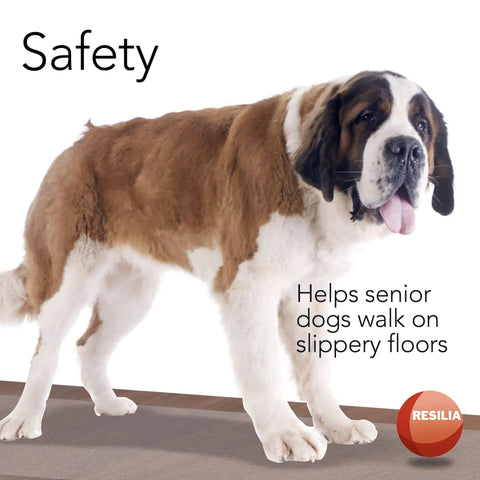 Saint Bernard dog standing on a slip-resistant Premium Clear Floor Protector Mat 27 Inch By 12 Foot Waterproof Roll For Hardwood.