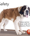 St. Bernard dog on clear heavy duty floor protector mat for hardwood tile or laminate floors, preventing slips and scratches.