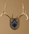 Antler Display Kit In Weathered Brown Pine Ready To Hang Deer Mount For Whitetail And Mule Deer Antlers Includes Full Hardware Pack And Instructions Rustic Weathered Finish Measures About 10 Inches By 8 Inches By Two And A Half Inches