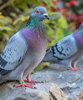 Pigeons on rocks wearing 100 Pcs 8mm Birds Leg Rings Set With 10 Colors And Readable Numbers 0 To 100 Easy Clip On Identification Bands