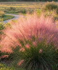 Ornamental Grass Live Plant Pink Muhly 4-6 Inch Tall Soil Plug Ready For Planting, Fast Growing Perennial For Garden Beds, Reaches 2 To 3 Feet Tall And Wide, Easy Care Landscaping in bloom