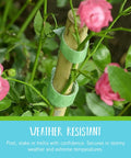 Adjustable Garden Plant Ties For Staking And Training Plants, 75 Feet Of Green Hook And Loop Tape, Reusable On Roses