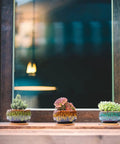 Three Five Pack Cute Ceramic Succulent Planters With Drainage And Attached Saucers, displayed on a windowsill, Round 4x2 Inches