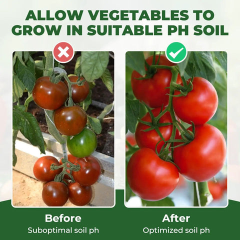 Comparison of tomatoes in suboptimal vs optimized soil pH using Soil PH Test Kit With Upgraded 125 Strips And Measuring Cylinders
