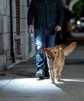 Person walking dog at night with Compact LED Mini Flashlight With Tiny But Mighty Brightness illuminating path
