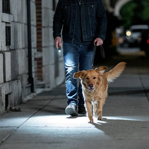 Person walking dog at night with Compact LED Mini Flashlight With Tiny But Mighty Brightness illuminating path