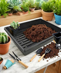 Two Inch Square Seedling Pots Pack Of 50 Dual Color Clear And Black With Drainage Holes For Seed Germination, with soil on table