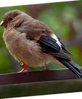 Brown bird wearing a red suede foot ring on a perch, part of the Soft Bird Foot Muffs And Leg Bands Set For Parrots, Pigeons, Cockatiels.