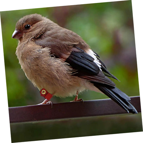 Brown bird wearing a red suede foot ring on a perch, part of the Soft Bird Foot Muffs And Leg Bands Set For Parrots, Pigeons, Cockatiels.