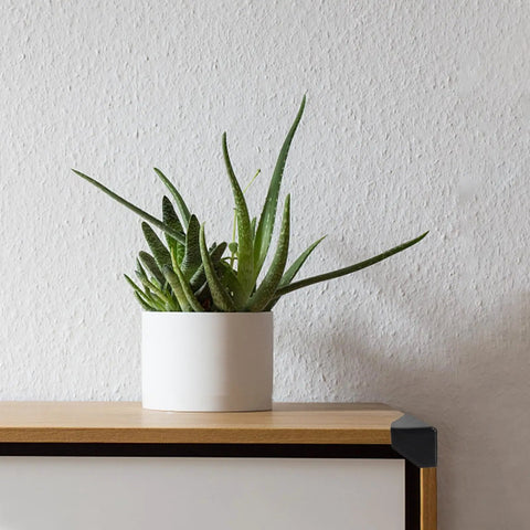 Scratch Proof Corner Guards No Fuss Pack of 100 Easy Install Plastic Edge Protectors on cabinet with plant.