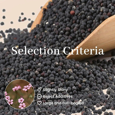 Close-up of natural Vaccaria seeds with wooden scoop, text describing selection criteria, used in All In One Ear Seeds Kit For Auricular Acupressure With 600 Natural Vaccaria Seeds, Stainless Steel Probe, Precision Tweezers, Ear Chart, And Non Invasive Self Adhesive Beads For Wellness.
