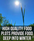 Grass stalks in sunlight for Last Resort Blend 12 Lb EcoPack Winter Deer Food Plot Seed Mix With Rye, Wheat, Barley, Triticale And Oats