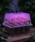 Five Pack Seed Starter Tray With Grow Light Kit illuminated with purple light, showcasing plant seedlings indoors.