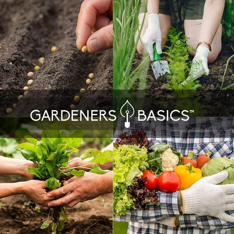 People planting and harvesting vegetables in a garden, illustrating the use of Survival Garden Seeds Kit With Over 16,000 Non GMO Heirloom Veggie Seeds.