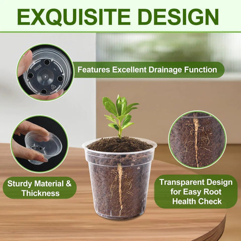 Image of a clear pot with plant, highlighting features of the 120 Pack 2 Inch Clear Mini Nursery Pots With Drainage Holes For Seed Starting And Seedlings.