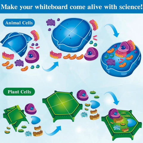 Magnetic Animal And Plant Cell Models Set With 24 Piece Hands On Educational Science Kit illustrating cell structures