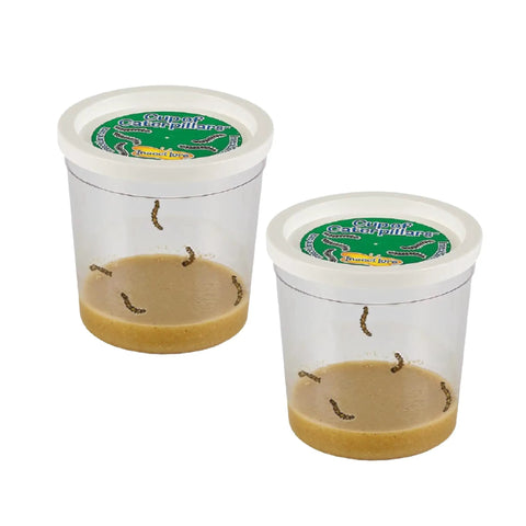 Two Cup Refill Of Caterpillars Basic With Ten Live Baby Painted Lady Caterpillars For Your Butterfly Garden Habitat Refill Includes Food And Easy Care Tips For Home And Classroom Projects. Showing caterpillars in plastic cups with food.