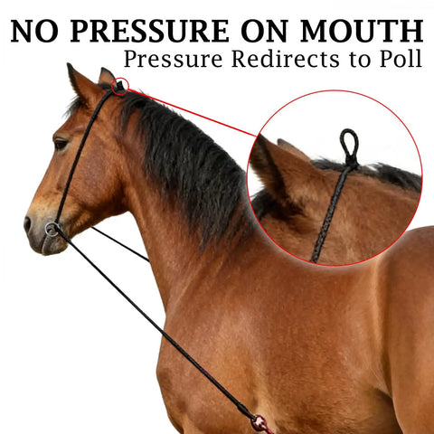 Horse wearing Elastic Horse Training Reins For Lunging And Groundwork Adjustable Neck Stretcher with no mouth pressure