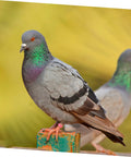 Pigeon wearing 200 Piece Pigeon Identification Bands Set With Lightweight Numbered Leg Rings For Quail And Small Birds
